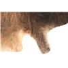 Image 9 : Dark Brindle Striped Brown Premium Cowhide
