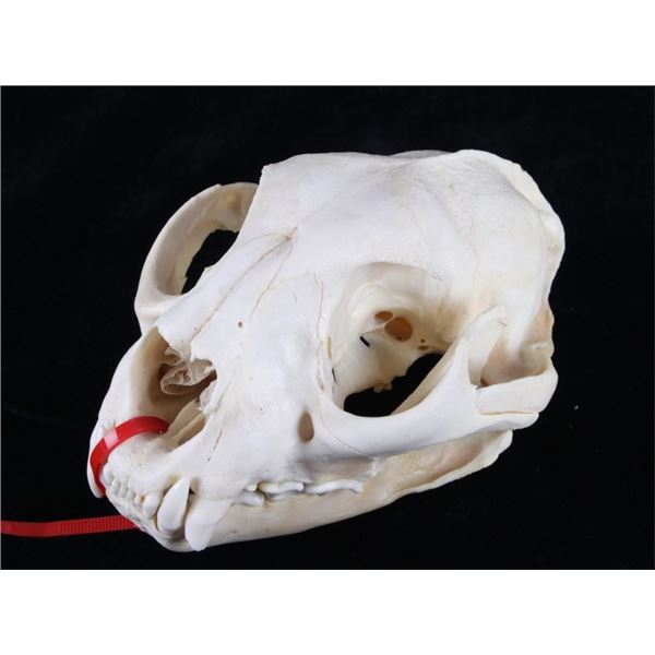 Montana Mountain Lion Taxidermy Skull