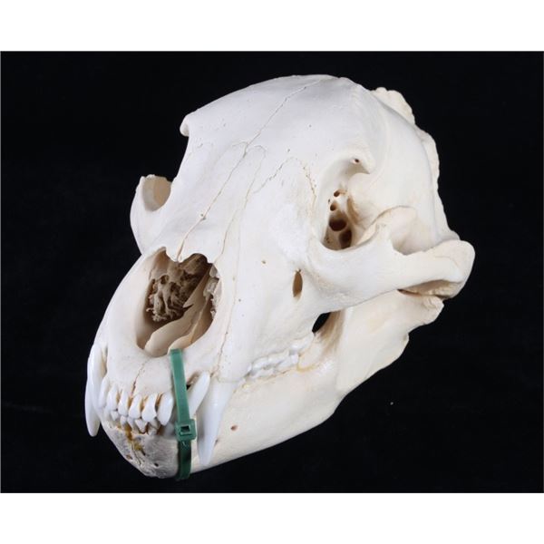 Montana Black Bear Skull