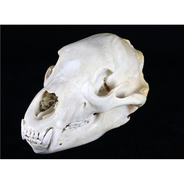 Montana Black Bear Taxidermy Skull