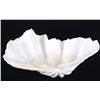 Image 1 : Large China Clam Seashell Half