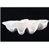 Image 3 : Large China Clam Seashell Half