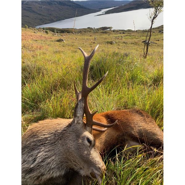 4 Day Hill Stag Hunt Scotland for 1 Hunter