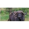 Image 3 : EXCLUSIVE 50 000-ACRE PRIVATE GAME RESERVE BUFFALO HUNT - $16,800