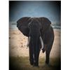 Image 1 : 10 DAY TUSKLESS ELEPHANT IN ZIMBABWE - $14,000 / EXHIBITOR