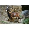 Image 1 : SPAIN: 4 DAY/3 NIGHT IBERIAN MOUFLON SHEEP HUNT FOR ONE HUNTER AND ONE NON-HUNTER - $8,300
