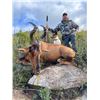 Image 1 : WESTERN CAPE GAME HUNT AND BEACH EXPERIENCE FOR 2 - SPINGBUCK SLAM OR RED LECHWE - $8,000 / EXHIBITO