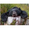 Image 2 : BRITISH COLUMBIA SPRING BLACK BEAR FOR 2 HUNTERS - $5,000 / EXHIBITOR