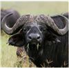 Image 1 : SOUTH AFRICAN CAPE BUFFALO - 2 HUNTERS & 2 OBSERVERS - $34,800.00