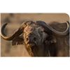 Image 2 : SOUTH AFRICAN CAPE BUFFALO - 2 HUNTERS & 2 OBSERVERS - $34,800.00