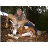 Image 1 : FALLOW DEER, MUFLON OR ROE DEER HUNT IN SPAIN- $9,650
