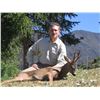 Image 2 : FALLOW DEER, MUFLON OR ROE DEER HUNT IN SPAIN- $9,650