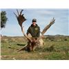 Image 3 : FALLOW DEER, MUFLON OR ROE DEER HUNT IN SPAIN- $9,650