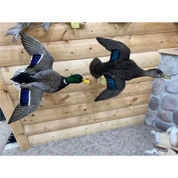 TAXIDERMY CREDIT - $2,000 / EXHIBITOR