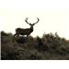 Image 2 : NEW ZEALAND RED STAG HUNT - $7,200 / EXHIBITOR