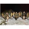Image 4 : 6-DAY MOOSE/BLACK BEAR/MULE DEER/WHITETAIL/WOLF/WOLVERINE/GROUSE HUNT FOR 1 - $10,000 / EXHIBITOR