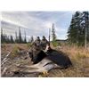 Image 6 : 6-DAY MOOSE/BLACK BEAR/MULE DEER/WHITETAIL/WOLF/WOLVERINE/GROUSE HUNT FOR 1 - $10,000 / EXHIBITOR