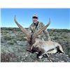 Image 3 : 2 MANAGEMENT BECEITE IBEX UP TO 50" FOR UP TO 2 HUNTERS - $10,500