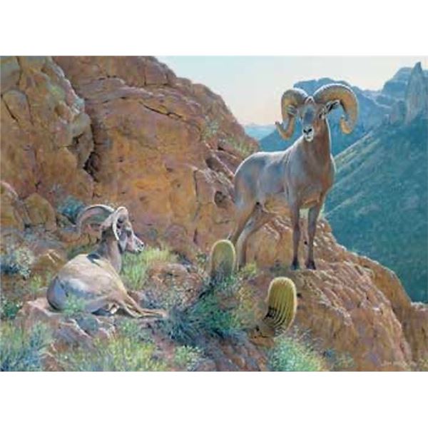 Desert Ram Print
