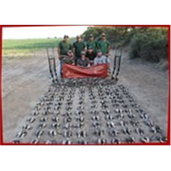Argentina Dove Hunt