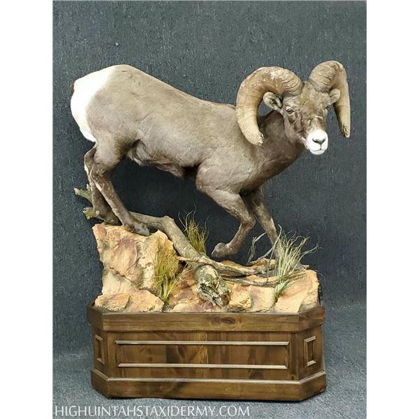 High Uintas Taxidermy