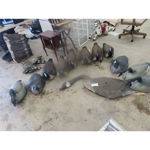 12 Canadian Goose Decoys