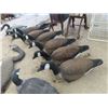 Image 3 : 12 Canadian Goose Decoys
