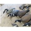 Image 4 : 12 Canadian Goose Decoys