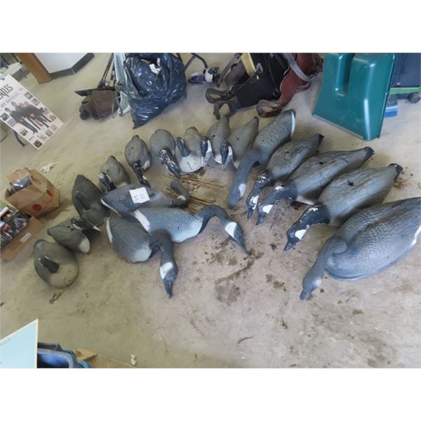 17 Canadian Goose Decoys