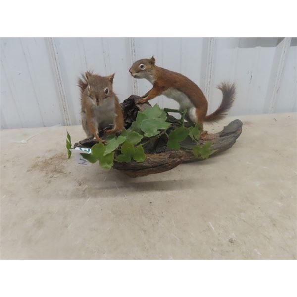 Squirrel Mount