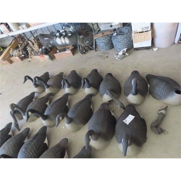 26 Canadian Goose Decoys