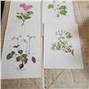 Image 3 : Portfolio of Pelargoniums Ellaphie Ward-Hilhorst