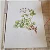 Image 5 : Portfolio of Pelargoniums Ellaphie Ward-Hilhorst