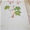 Image 6 : Portfolio of Pelargoniums Ellaphie Ward-Hilhorst