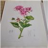 Image 7 : Portfolio of Pelargoniums Ellaphie Ward-Hilhorst