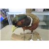 Image 4 : Mounted male pheasant (on driftwood)