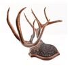 Image 2 : Early Horn Mount