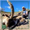 Image 4 : Sierra Nevada Ibex Hunt - Spain - Iber Hunting