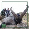 Image 5 : Sierra Nevada Ibex Hunt - Spain - Iber Hunting