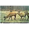 Image 3 : Camp Freedom Unlimited Red Stag 3 Day Hunt
