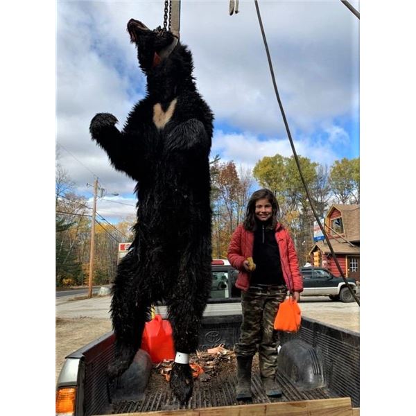 Maine Bear Hunt with Dogs