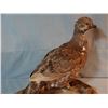 Image 2 : Blue grouse mount and Ruffed grouse mount