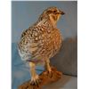 Image 2 : Sage hen & Sharptail grouse mount