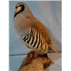 Image 2 : Chukar partridge mount  & California quail mount
