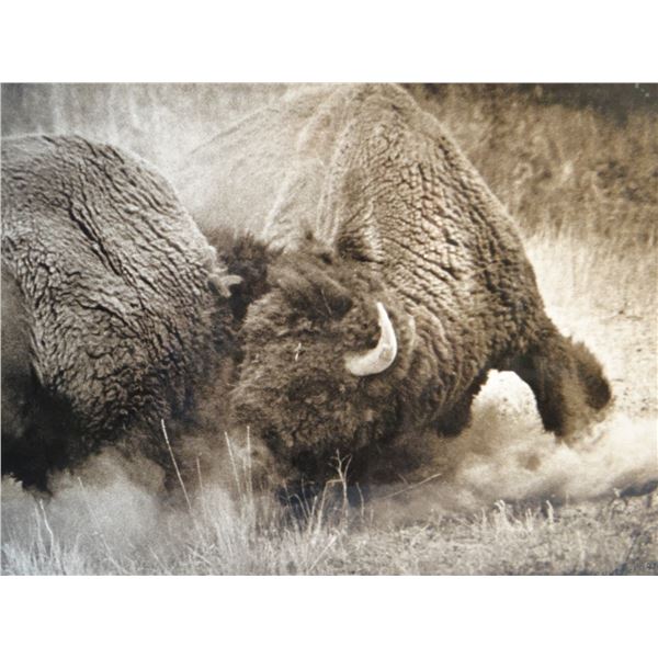 Fighting buffalo photo, 16" x 20"