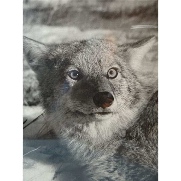 Close up framed photo of a coyote – 1940’s, 11" x 14"