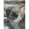 Image 1 : Close up framed photo of a coyote – 1940’s, 11" x 14"