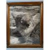 Image 2 : Close up framed photo of a coyote – 1940’s, 11" x 14"