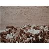 Image 3 : Huffman, L. A. photo, The Rope Corral,  45" h x 59" w, framed