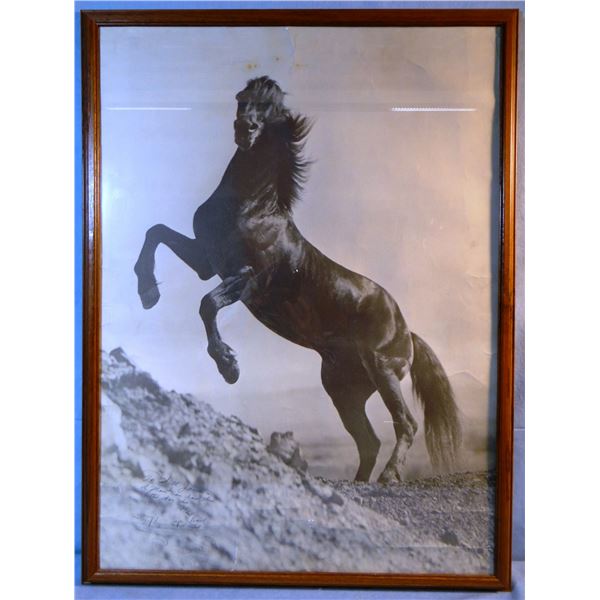 Large framed photo of rearing horse.  Supposedly from Will James’ estate.  Has an inscription writte